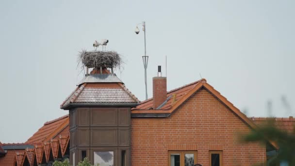 Stork Nest Two Birds Roof Red Brick Building Town Ruhstadt — Vídeo de Stock