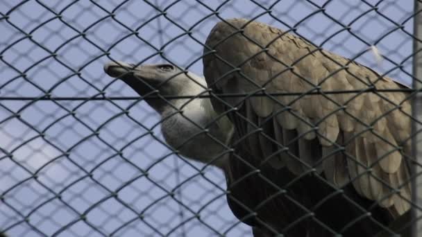 Big Birds Prey Fence Vulture Bird Captivity Captivity Bird Prey — Vídeo de stock