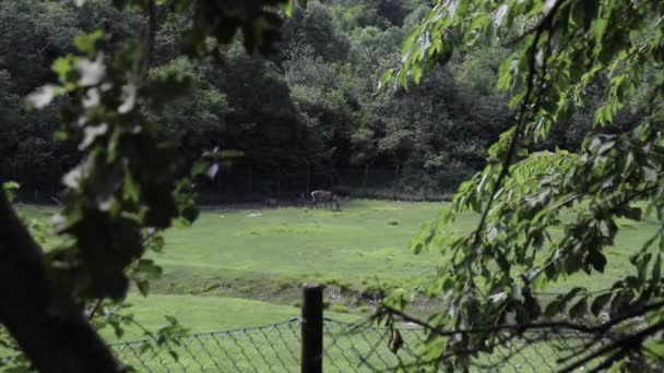 Fallow Deer Eating Grass Captivity Young Bucks Meadow Surrounded Fence — 비디오