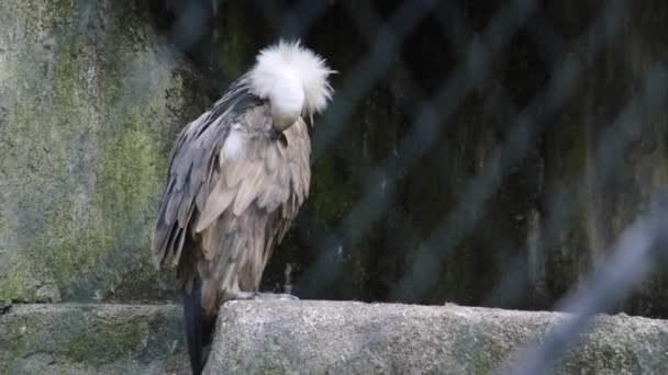 Big Birds Prey Sitting Stone Fence Vulture Bird Captivity Captivity — ストック動画