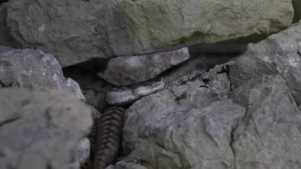Nose Horned Viper Snake Rocks Nose Horned Viper Close Vipera — Stock Video