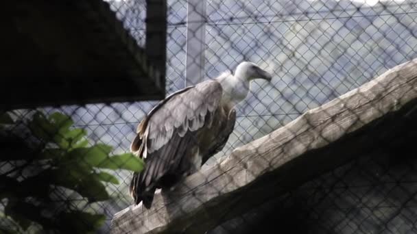 Vulture Bird Captivity Captivity Bird Prey Big Birds Prey Sitting — Stockvideo