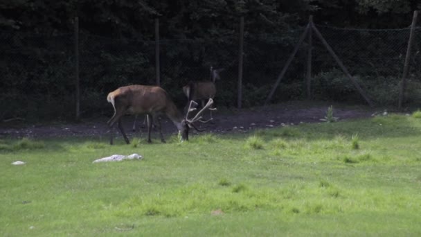 Young Bucks Meadow Captivity Fallow Deers Eating Grass Woods Waving — Stock videók
