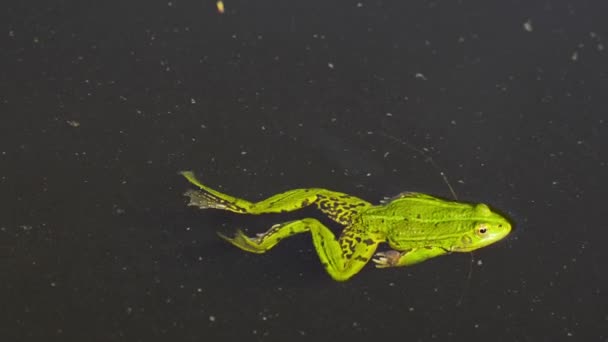 Close Green Common Frog Swimming Smoothly Back Legs Dark Dirty — Vídeo de stock