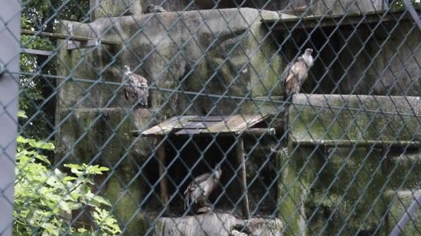 Captivity Birds Prey Vulture Birds Captivity Big Birds Prey Sitting — Wideo stockowe