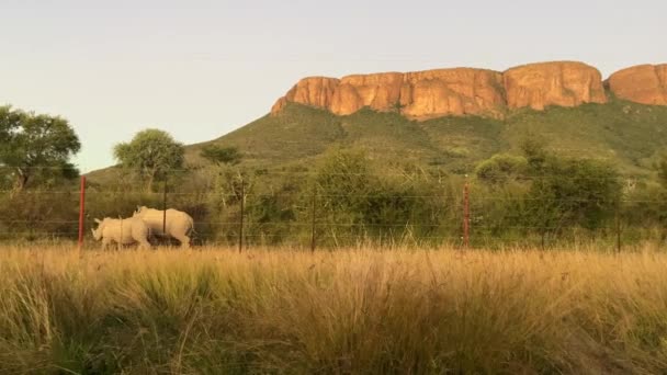 Couple White Rhinos Marakele National Park Sunset South Africa Wildlife — Wideo stockowe