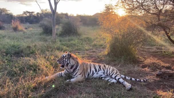 Majestic Tiger Laying Grass Relaxing Sunrise Break Day Sunset — Vídeo de Stock