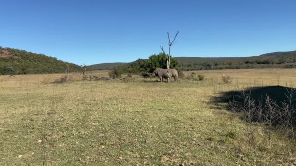 Rinoceronte Branco Solitário Vagando Savana África Sul Safári Dia Ensolarado — Vídeo de Stock