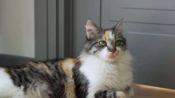 Lovely Domestic Norwegian Mix Cat Lying Quietly Floor Home — Vídeo de Stock