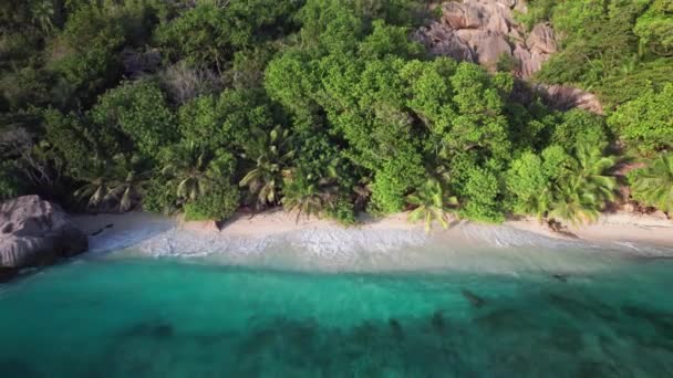 Pristine Golden White Sandy Beach Palm Trees Golden Hour Anse — Wideo stockowe