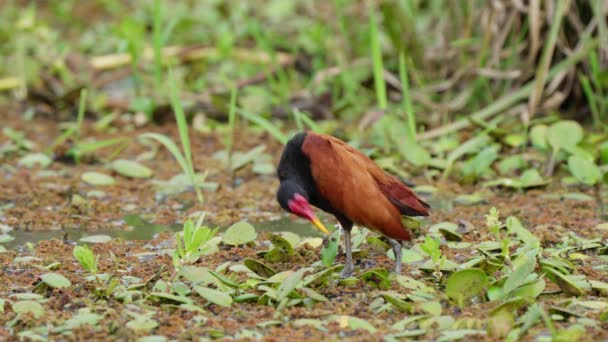 Wattled Jacana Preening Its Feathers Wetland Habitat — Αρχείο Βίντεο