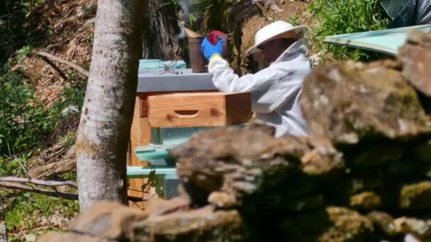 Side View Single Beekeeper Suit Working His Hives Static Day — Stock Video