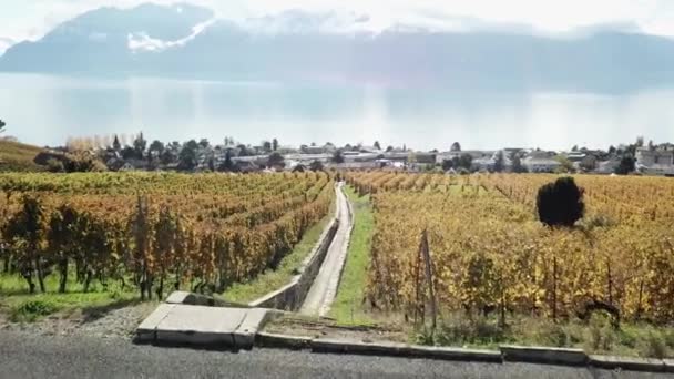 Lavaux Vineyards Drone View Autumn Leman Lake Vaud Switzerland — ストック動画