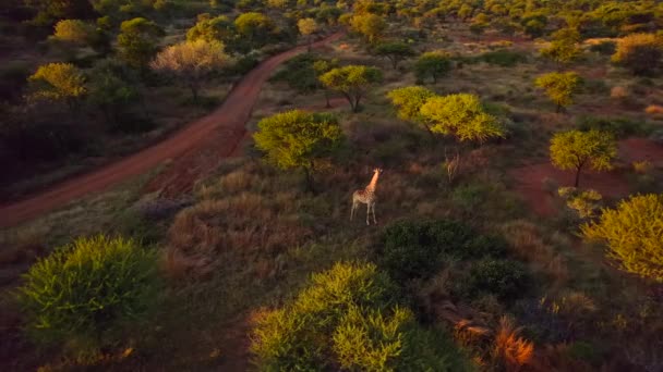Girafa Solitária Pôr Sol Parque Nacional Africano Vida Selvagem Africana — Vídeo de Stock