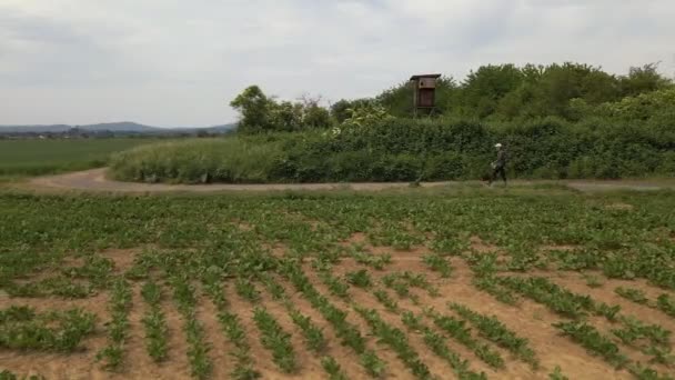 Hombre Caminando Largo Sendero Detrás Gran Campo Verduras Alemania Occidental — Vídeos de Stock