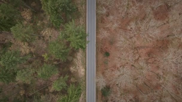 Overhead Aerial View Empty Highway Divides Deciduous Coniferous Trees Slow — Stock Video