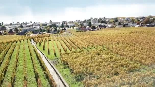Panning Skott Lavaux Vingårdar Hösten Lemansjö Bakom Vaud Schweiz — Stockvideo