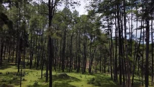 Silvicculture Araştırma Istasyonu Veya Kaeo Pine Parkı Tayland Chiang Mai — Stok video