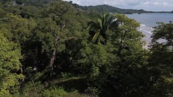 Drone Footage Overflying Green Jungle Beach Playa Playitas Western Shores — Video