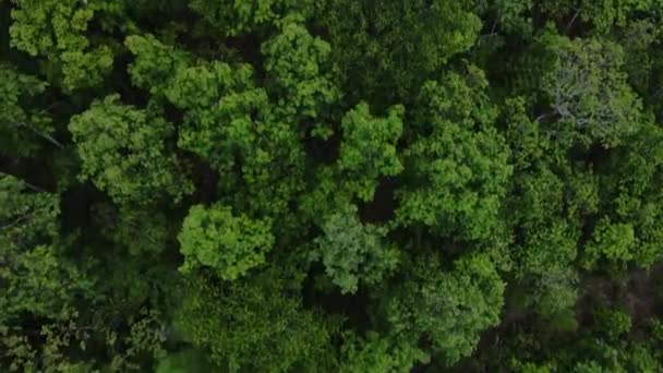 Flygfoto Tät Skog Vid Ban Mae Saring Chiang Mai Thailand — Stockvideo