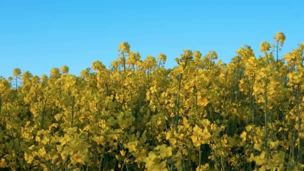 Close Blooming Rapeseed Summer Blue Sky — Wideo stockowe
