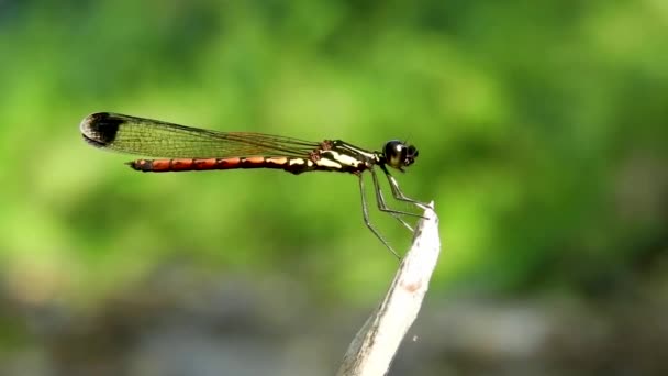 Damselfly Libellago Greeni Green Gem Chlorocyphidae Endemic Sri Lanka Dragonfly — Stock video