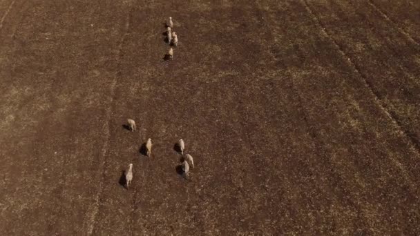 Drone Shot Sheep Running — Stock videók