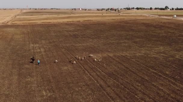 Aerial View Herdman His Sheeps Morocco — 비디오