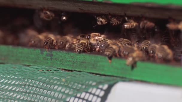 Abelhas Aterrar Colmeia Abelhas Que Retornam Coleta Mel Voam Volta — Vídeo de Stock