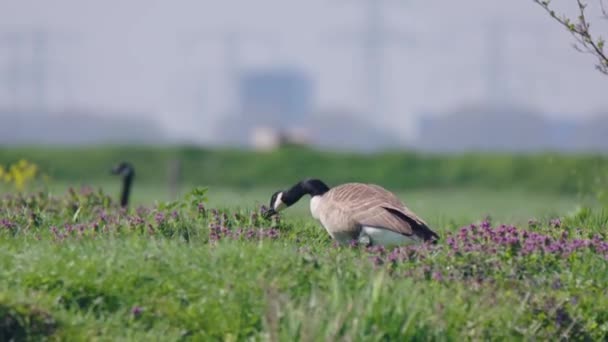 Oca Barnacle Branta Leucopsis Bruca Sopra Campo Nutrendosi — Video Stock