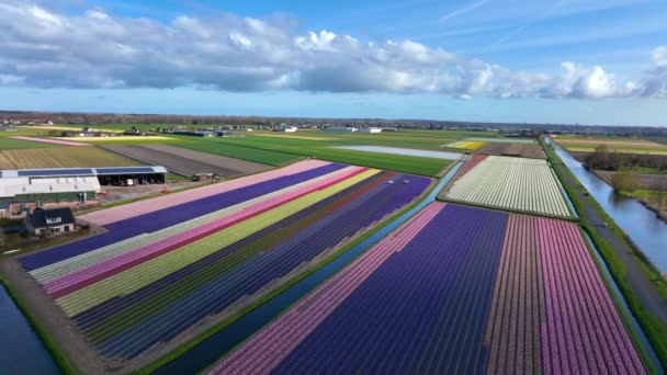 Hollanda Bollenstreek Teki Renkli Lale Tarlalarının Resimli Havası — Stok video