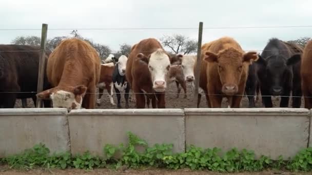 Cows Eating Balanced Feed Feedlot Cloudy Day Field Argentina Slow — 图库视频影像