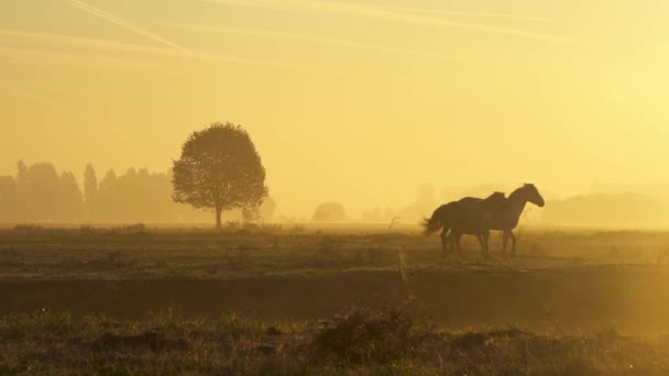 Лошади Бегут Играют Ранним Утром Туман Восход Солнца — стоковое видео