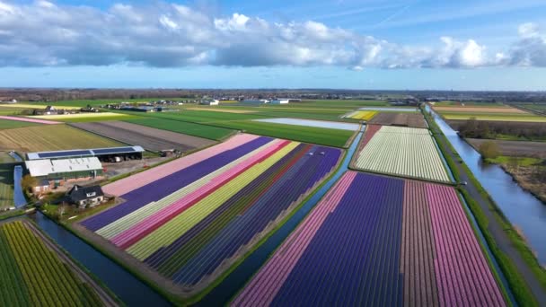 Landscape Aerial Bollensteek Netherlands Tulip Fields — Stockvideo