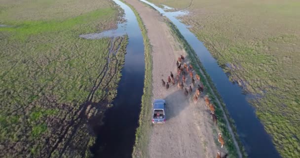 Widok Lotu Ptaka Pole Argentynie Ciężarówka Próbuje Minąć Bydło Wąskiej — Wideo stockowe