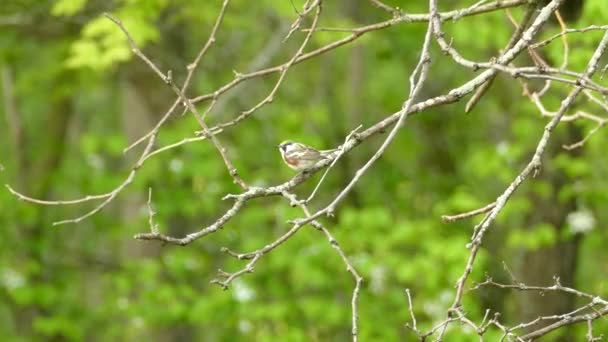 Active Chestnut Sided Warbler Bouncing Moving Leafless Tree Branch Park — 图库视频影像