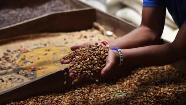 Hands Picking Coffee Beans Coffee Beans Different Types Coffee Dry — Stock Video