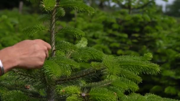 Man Hands Pruning Nordmann Fir Tree Keep Its Shape Close — Video