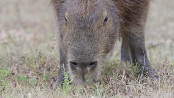 Een Grotere Capybara Grazen Grazig Moeras Medium Schot — Stockvideo