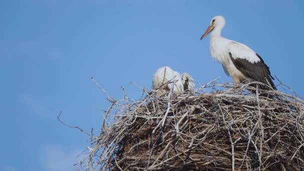 Couple Storks Nest Slow Motion Pan Follow — Stock Video