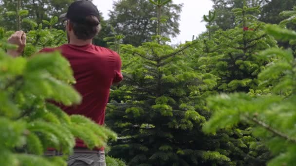 Человек Обрезает Рождественские Деревья Нордманн Сохранить Свою Форму Средний Выстрел — стоковое видео