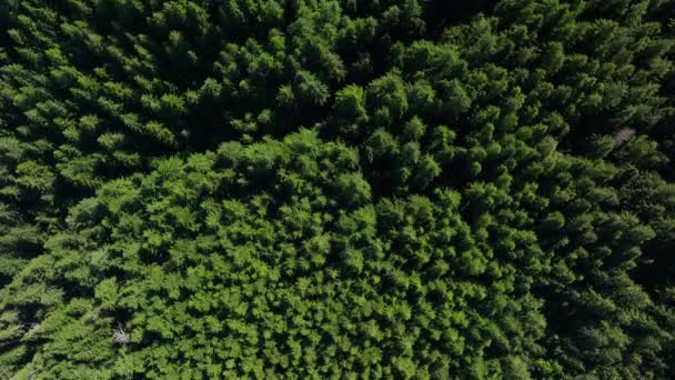 Obrót Góry Dół Gęstym Wiecznie Zielonym Lesie Waszyngtonie — Wideo stockowe