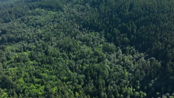 Letecký Záběr Naklánějící Bujně Zeleného Lesa Odhalit Vysoký Strom Pokrytý — Stock video