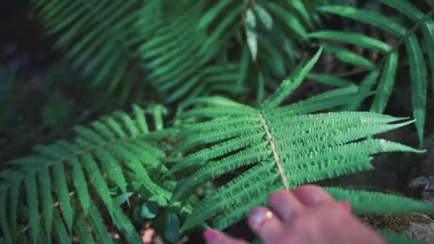 Γυναικείο Χέρι Φωτογράφου Αγγίζει Φύλλα Φυτών — Αρχείο Βίντεο