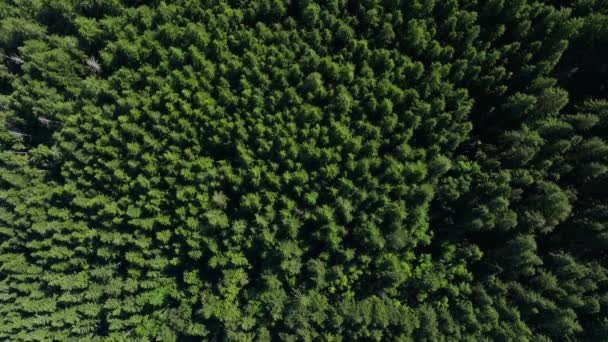 Tiro Arriba Hacia Abajo Exuberante Bosque Lleno Árboles — Vídeo de stock