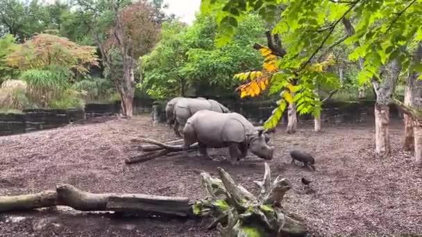 Steady Cam Shoot Rhinos Located Zoo Eating Having Small Cubs — Stock Video