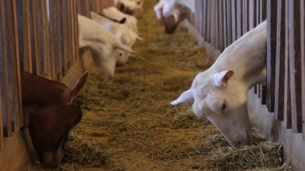 Ağıldaki Keçileri Besleyin Eğil Sığ Odaklan — Stok video
