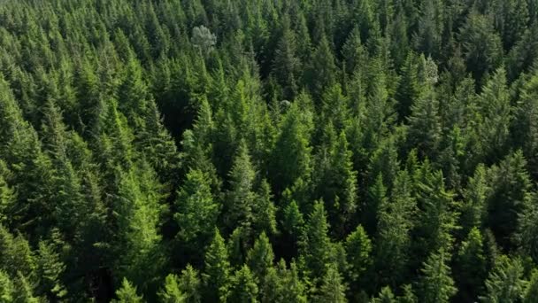 Overhead Aerial Shot Lush Green Forest Washington State — Stok video