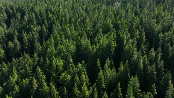 Πλευρική Κυλιόμενη Κεραία Ενός Αειθαλούς Δάσους Στα Βορειοδυτικά Του Ειρηνικού — Αρχείο Βίντεο