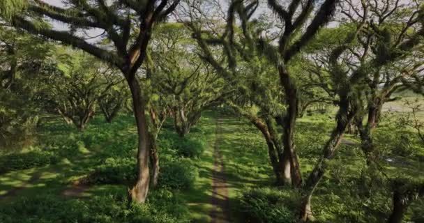 Djawatan Forest Famous Trembesi Trees Filled Epiphytic Plants Aerial — Stok video